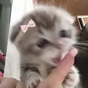 mitten kitten cafe~