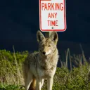 Coyote Strike