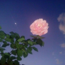 The Night Garden