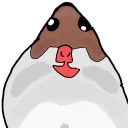 🐹HAMSTER STREAM🐹