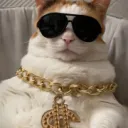 Rich Cats