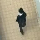 ひでもり鯖