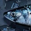 𓆟 ⟡ SCHOOL OF FISH ⟡ 𓆟