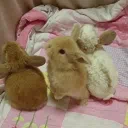 tehbunnisquad