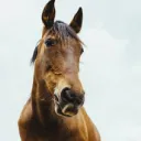 The Stable