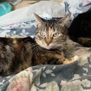 Ria's Kittens