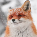 FoxiKandi Discord server icon