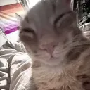 lesbian land discord icon