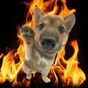 FIREDOG