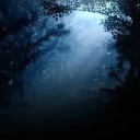 Moonlit Grove