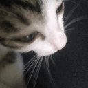 solicore's icon