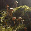 𓋼𓍊𓋼𓍊 Mycelium Grove (21+) 𓍊𓋼𓍊𓋼 Discord server icon