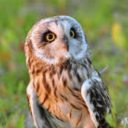 Owl’s Nest🦉Emoji • Emote