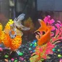 Goldi’s Aquarium