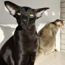 ChihuahuaSaxaphone's Pothole