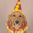 🐾 CIRCUS CRITTERS! ¹⁶⁺ 🎠 Discord server icon