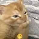 Cat mask critter’s Lounge Discord Server Icon