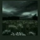 /moss