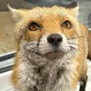 Harold The Fox banner