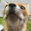 Harold The Fox banner