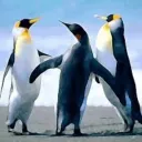Los pinguim land