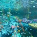 ︵   🌊   Aquatopia   🌊   ︵ Discord Server