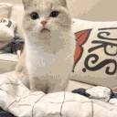 Kedy Discord Server