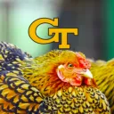 GT Chickens