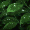 Soul Forest