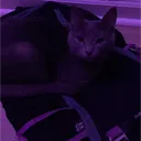 R6`S REVIVES