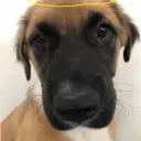 Nova Central