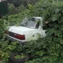 the junkyard