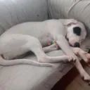 Oshvus
