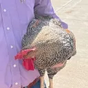 PABLO