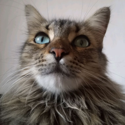 Discovery icon for Irvingzitoo's 🙀 Discord server