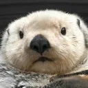 The Otter Oasis