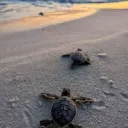 Castaways
