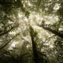 Kayla's Forest
