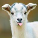 🐐 GOAT #TAG avatar