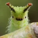 bug central ♪