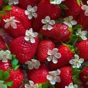 Strawberry Fields