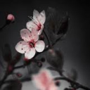 Dυʂƙɯσσԃ ₁₈₊ Discord server icon