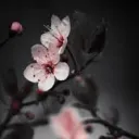 Dυʂƙɯσσԃ ₁₈₊