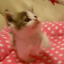 Pink or What? Discord server icon