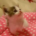 Pink or What?