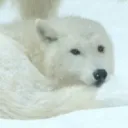 狼の卓