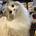 neko’s stellar