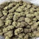 FREE  ROBLOX EXPLOITS's icon