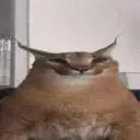 djwestie Discord Server Icon