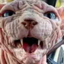Gutterville